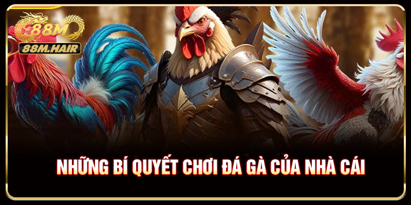 Những bí quyết chơi đá gà của nhà cái