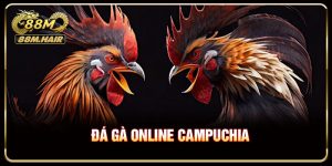 Đá gà online Campuchia - Lợi ích nổi bật dành cho người mới bắt đầu