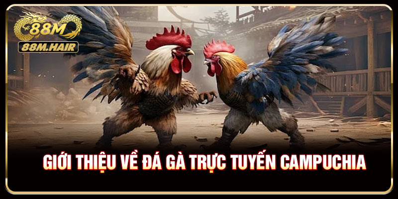 Giới thiệu về đá gà trực tuyến Campuchia