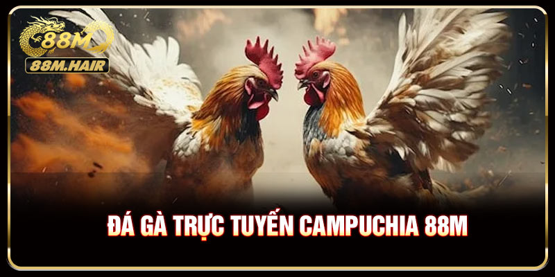 Tại sao nên tham gia đá gà trực tuyến Campuchia?