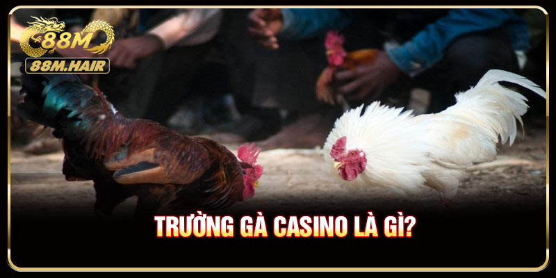 Trường gà Casino là gì?