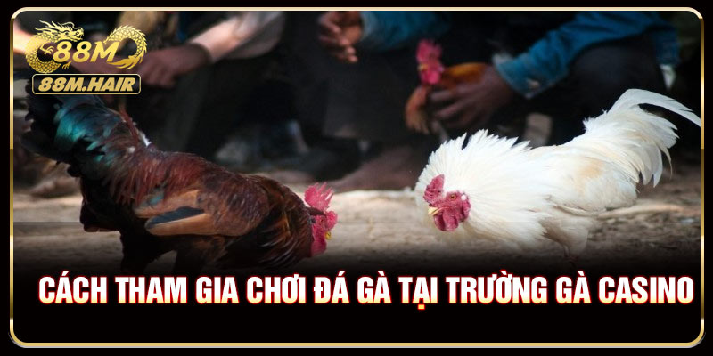 Cách tham gia chơi đá gà tại trường gà casino