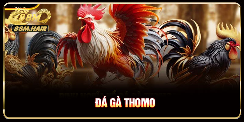 Đá Gà Thomo Tại Campuchia - Cuộc Đấu Đầy Gay Cấn